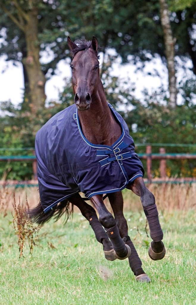 Dominick Turnout Rug Polo (200g)